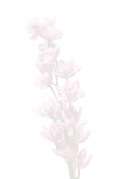 Flower Image